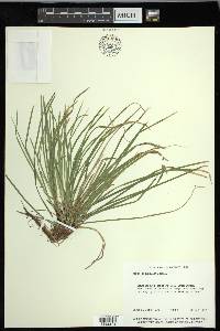 Carex pedunculata image