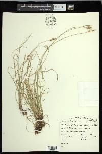 Carex peckii image