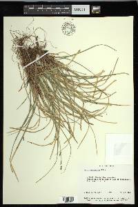 Carex pedunculata image