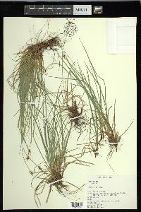 Carex peckii image