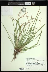 Carex pedunculata image