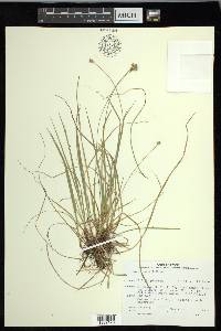 Carex peckii image