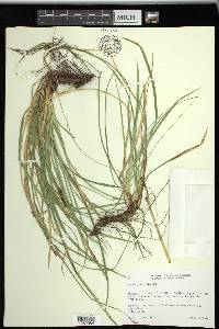 Carex picta image