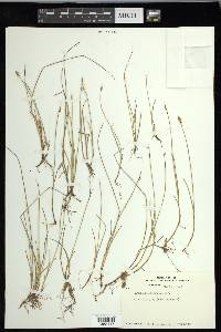 Carex pauciflora image