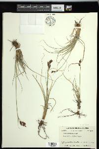 Carex petricosa image