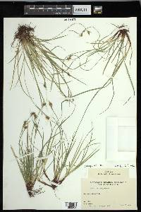 Carex peckii image