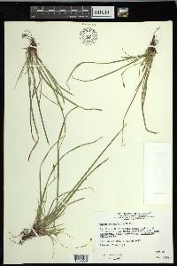 Carex pedunculata image