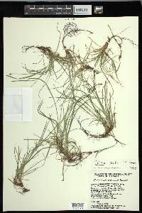 Carex peckii image