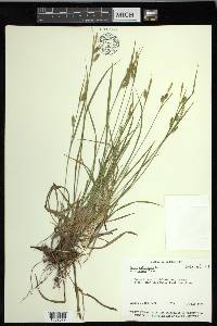 Carex pallescens image