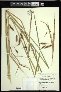 Carex paleacea image