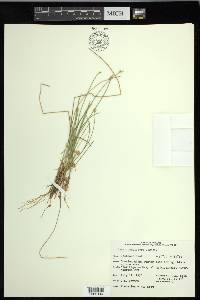 Carex pauciflora image