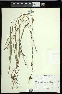 Carex pallescens image