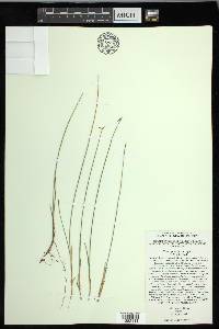 Carex pauciflora image