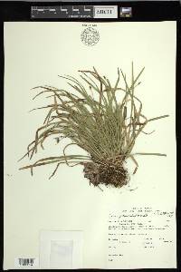 Carex pedunculata image