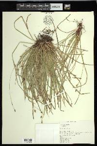 Carex pedunculata image