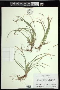 Carex pedunculata image