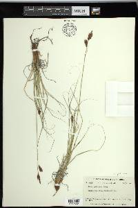 Carex petricosa image