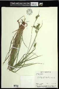 Carex pallescens image