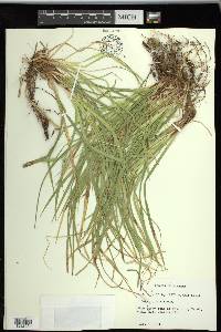 Carex picta image