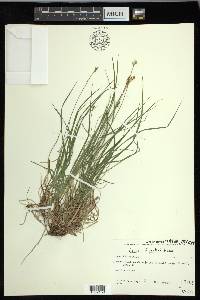 Carex peckii image