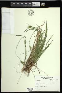 Carex pallescens image