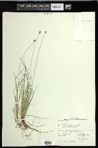 Carex peckii image