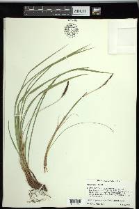 Carex picta image