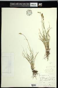 Carex phaeocephala image