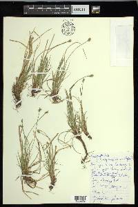 Carex peckii image