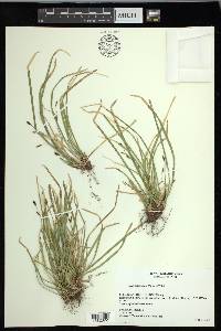 Carex pedunculata image