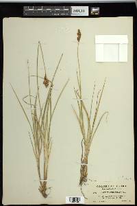 Carex phaeocephala image