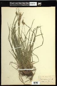 Carex pallescens image