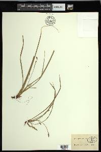 Carex pedunculata image