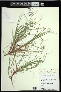 Carex peckii image