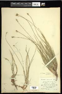 Carex peckii image