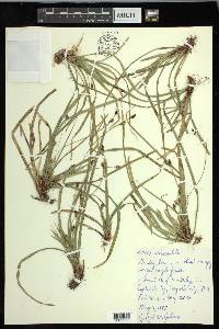 Carex pedunculata image