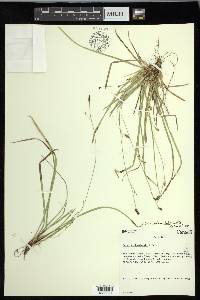 Carex pedunculata image