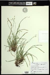 Carex pedunculata image