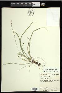 Carex pedunculata image