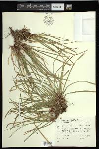 Carex pedunculata image