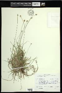 Carex peckii image