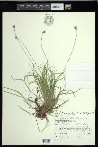 Carex peckii image