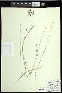 Carex pauciflora image