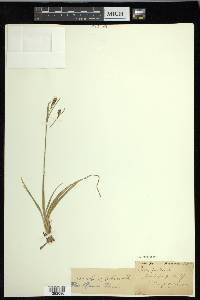 Carex panicea image