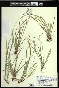 Carex pedunculata image