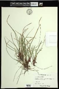 Carex pedunculata image