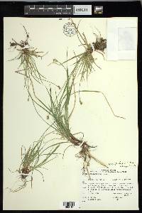 Carex peckii image