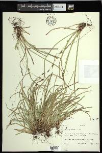 Carex pedunculata image