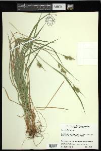 Carex pallescens image