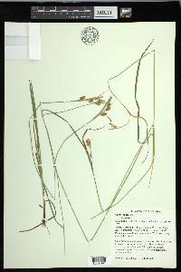 Carex pallescens image